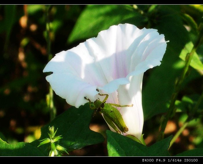 负“花”使者 摄影 秋诗