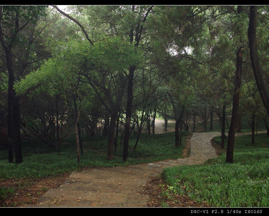 雨中林 摄影 山药蛋