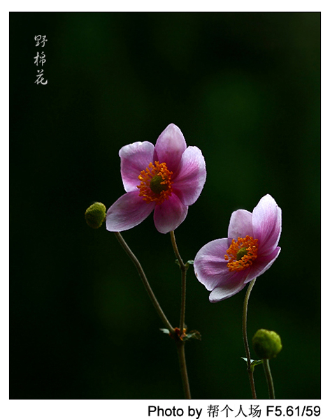 野棉花 摄影 帮个人场