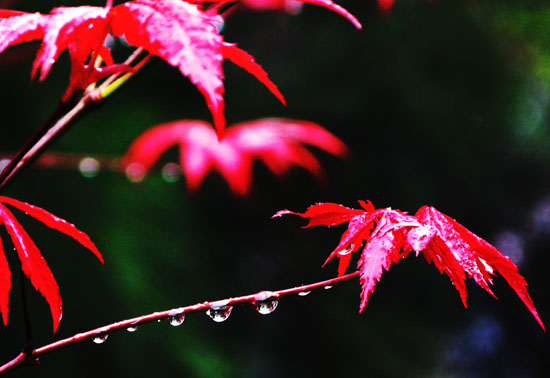 雨中红叶分外娇（组照之一） 摄影 快乐瞬间