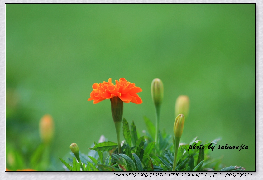 小花 摄影 salmonjia