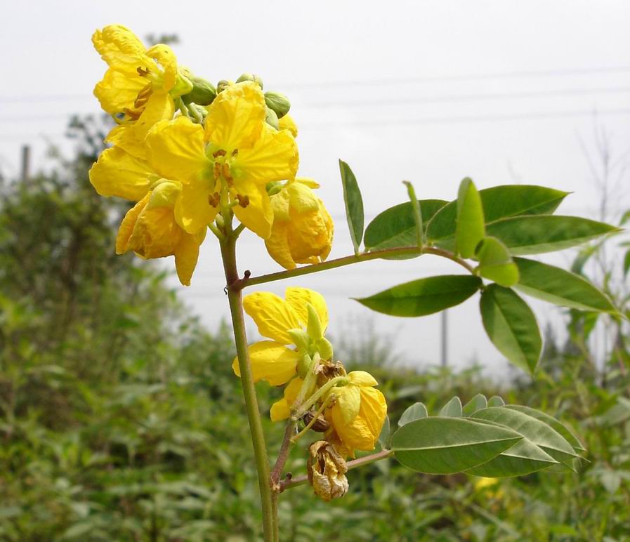 望江南 摄影 青花瓷