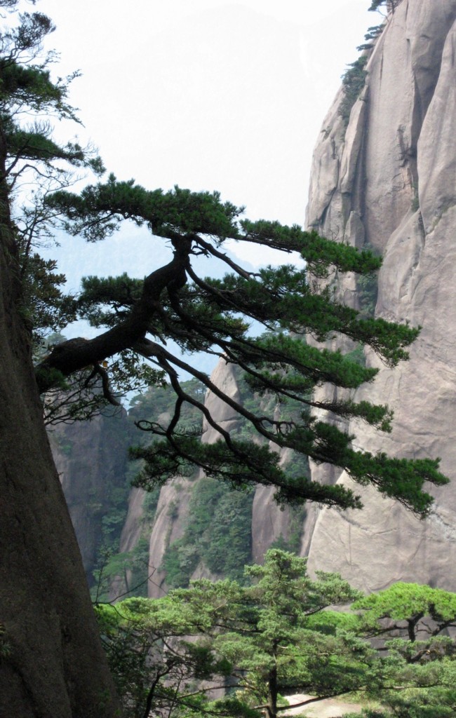 咬定青山不放松 摄影 鬼影者