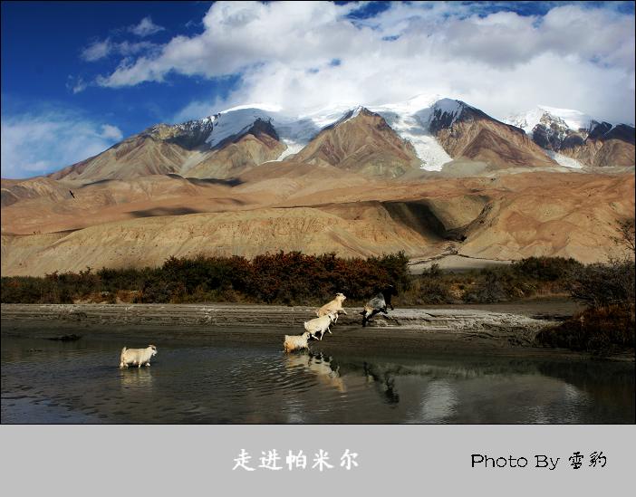 走进帕米尔 摄影 雪豹