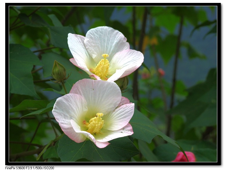 白芙蓉 摄影 风中的汉子