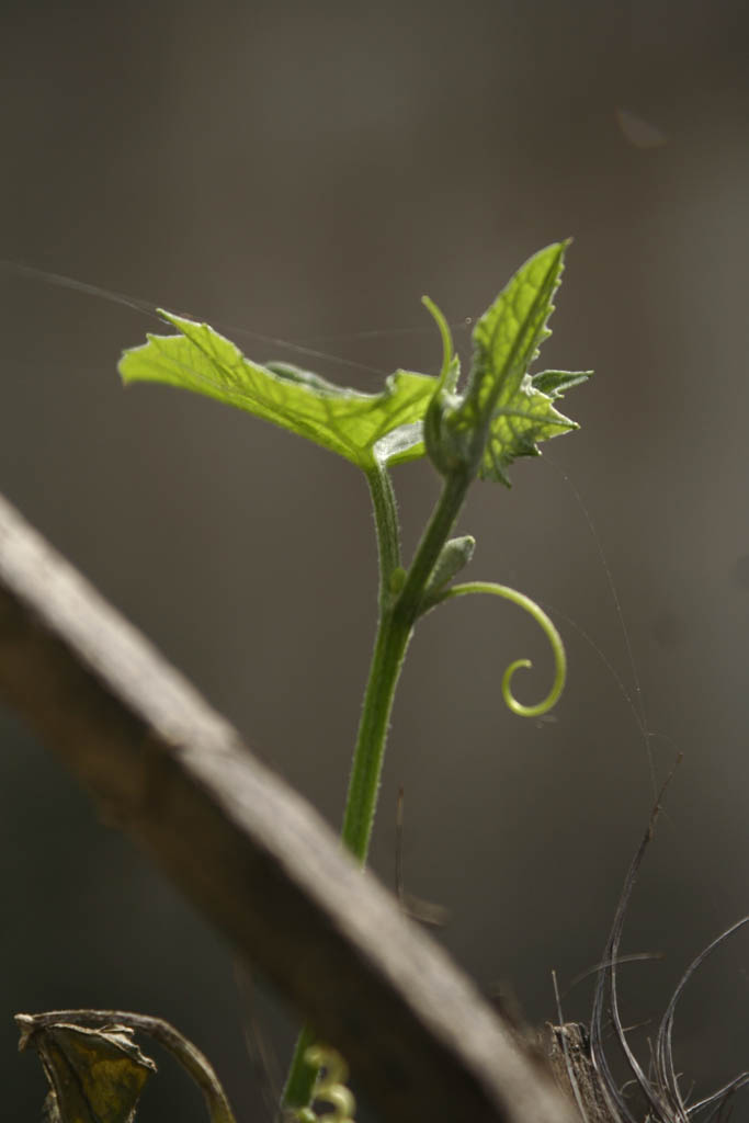 藤类植物 摄影 人生之旅