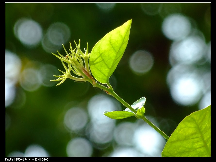 茉莉花 摄影 xns