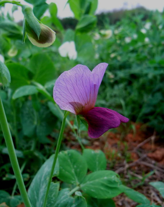 豌豆 摄影 青花瓷