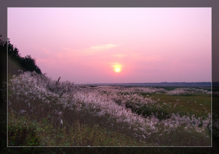 夕照秋荼（1） 摄影 可欣