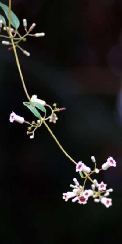 林中小花 摄影 海山掠影