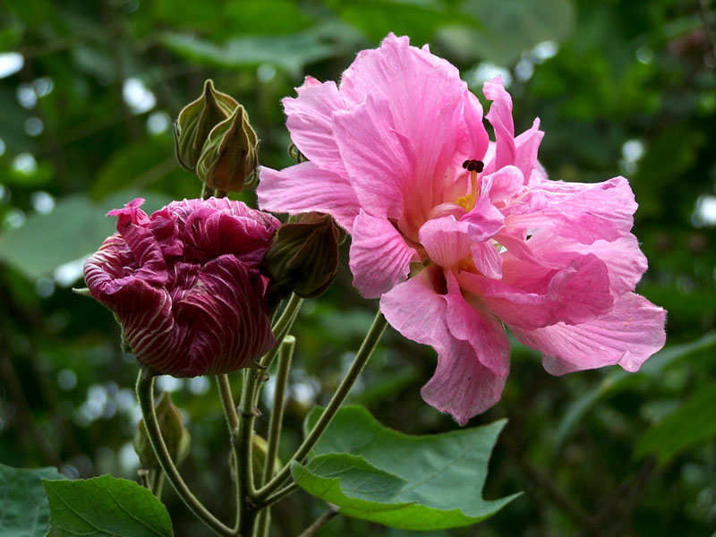 成都市花--芙蓉 摄影 Anlan