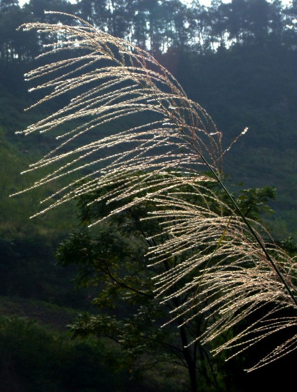 秋风与芦苇 摄影 jeje