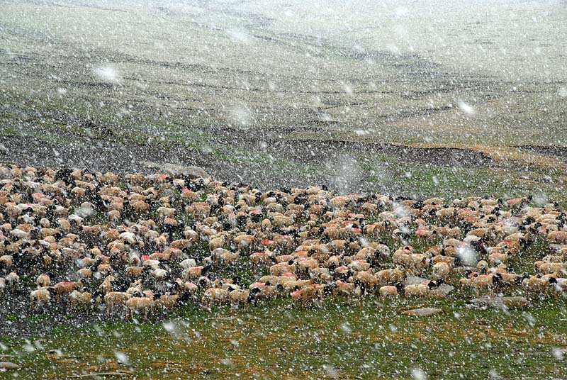 六月飞雪 摄影 明心