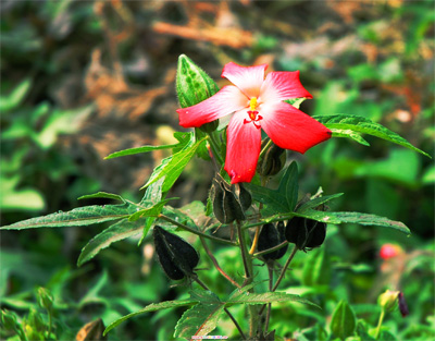 小花 摄影 紫羽