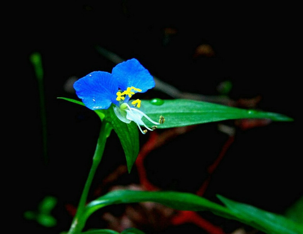 花 摄影 海华欣