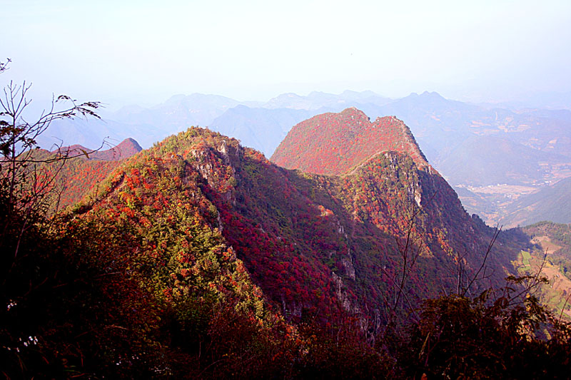 漫山红遍 摄影 秦楚隐者