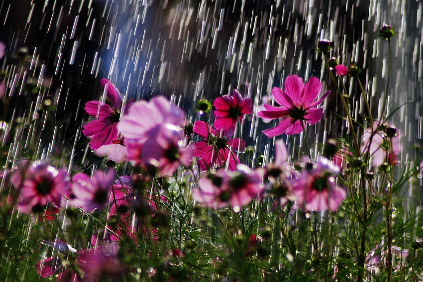 在雨中 摄影 阿乐