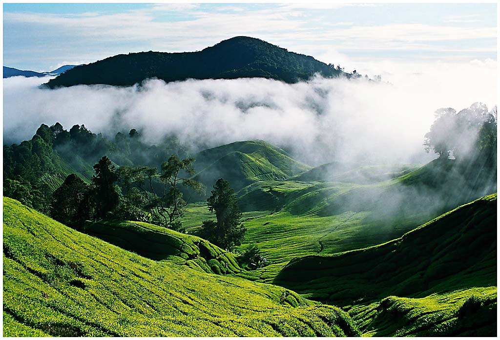 茶园美景 摄影 wong3561