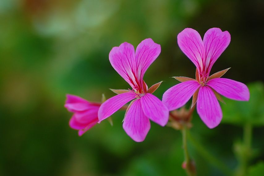 草花 摄影 pajarito