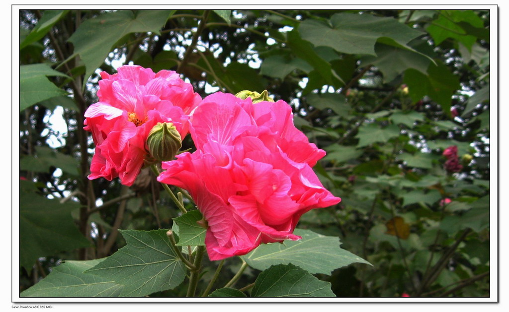 秋芙蓉 摄影 品感