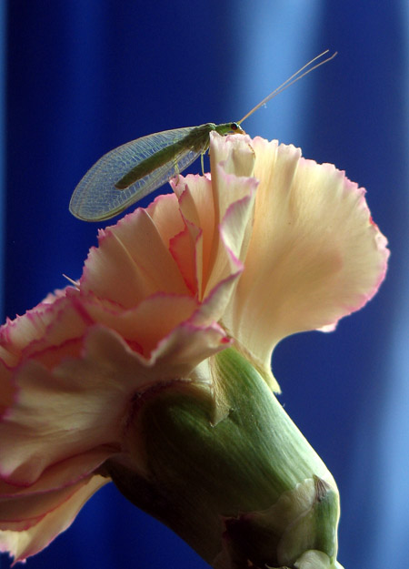 昆虫与花 摄影 laoren