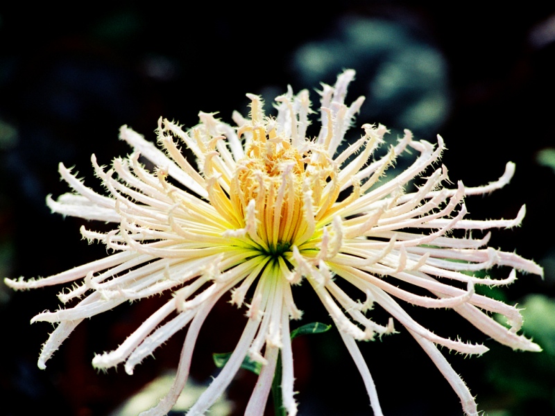 菊花 摄影 zhenshan