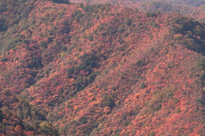 万山红遍 摄影 叶青春