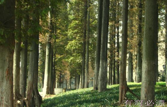 还是襄樊 摄影 有弯必压