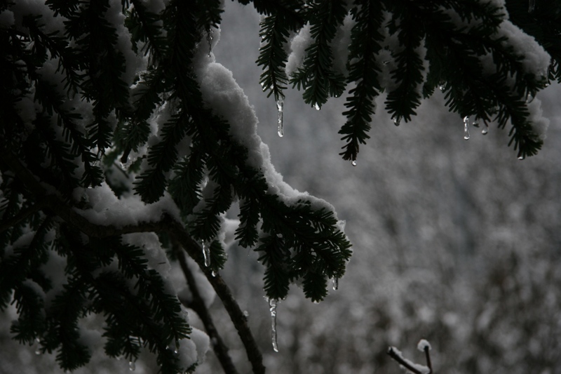 雪之晶莹 摄影 心动风动