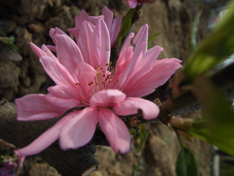 花仙子 摄影 沙澧河