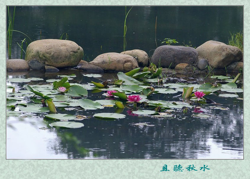 且听秋水 摄影 文竹细雨