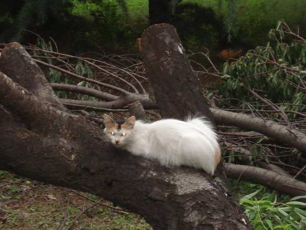 野猫 摄影 一定会