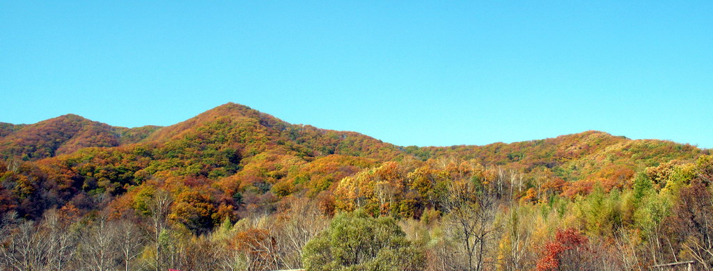 蛟河庆岭山 摄影 草籽