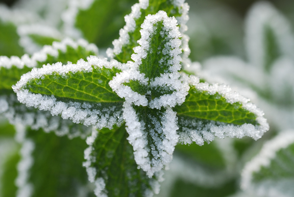 霜冻的小叶 摄影 雪域西北狼