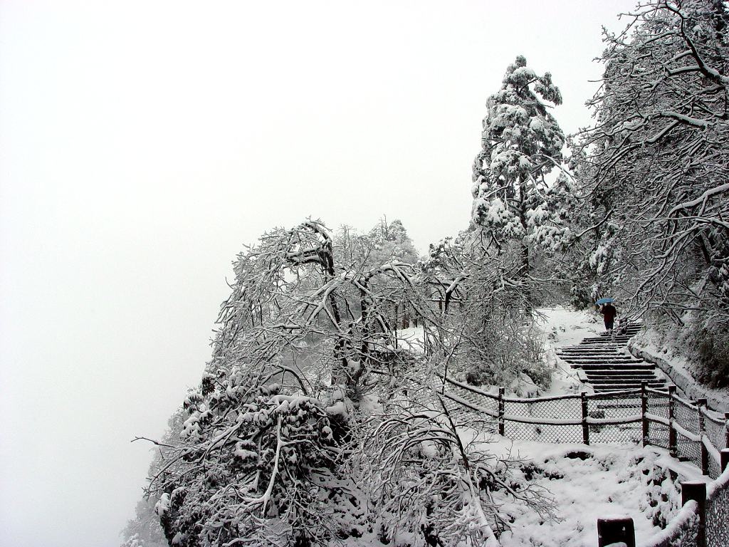 雪中独行 摄影 深圳湾