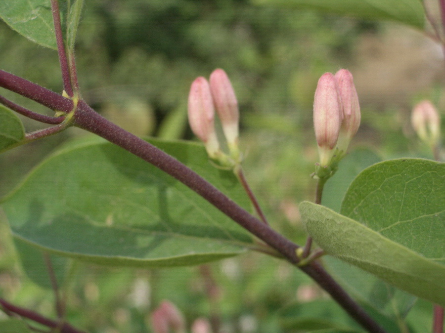 无名树花蕾 摄影 与月同辉