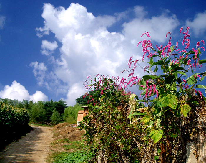 乡村路. 摄影 乡土