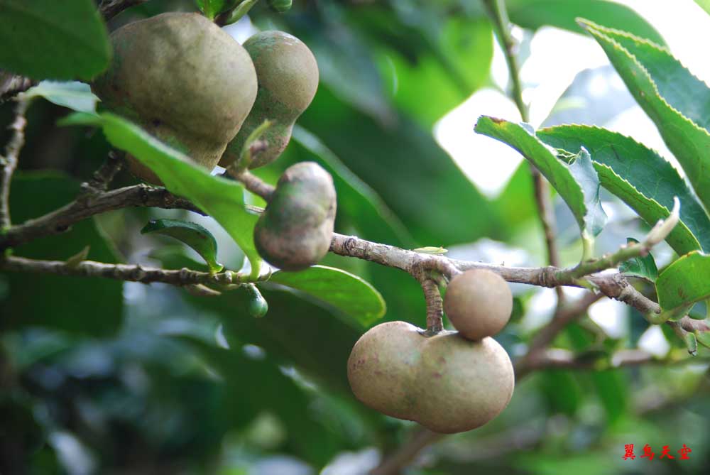 茶果 摄影 翼鸟天空