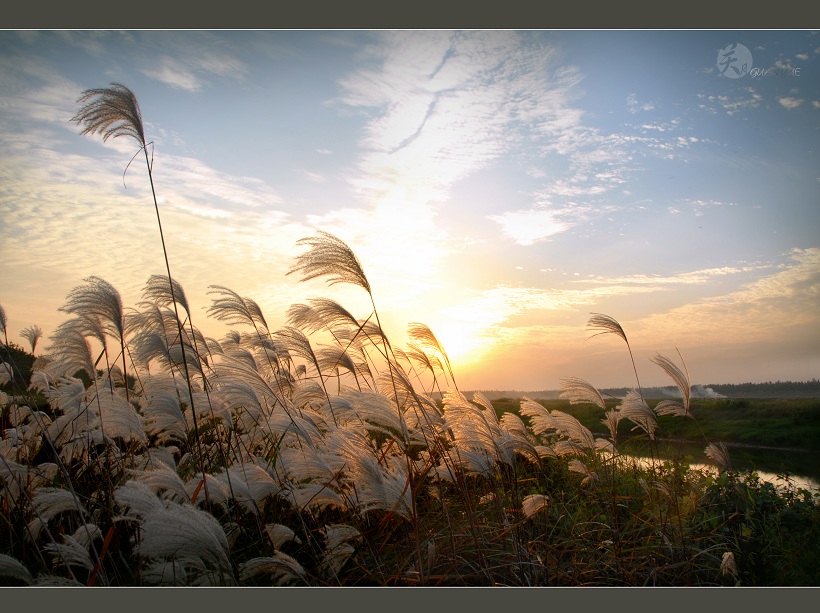 芦花（2）夕阳西下中的芦花 摄影 关关月月