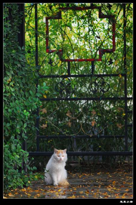 孤独的猫 摄影 蓬莱小猪