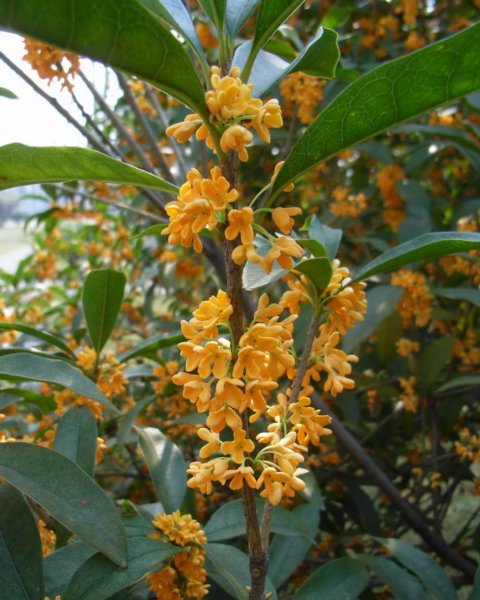 桂花 摄影 青花瓷