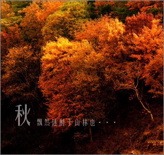 秋 摄影 飘然王