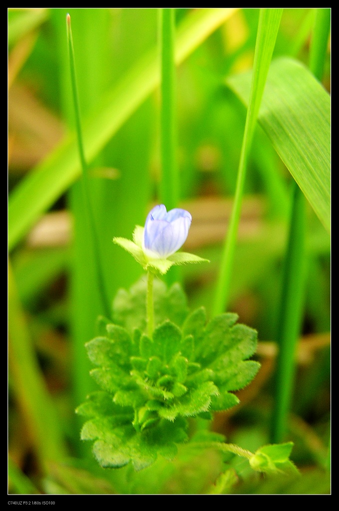 小花 摄影 桂林胡子