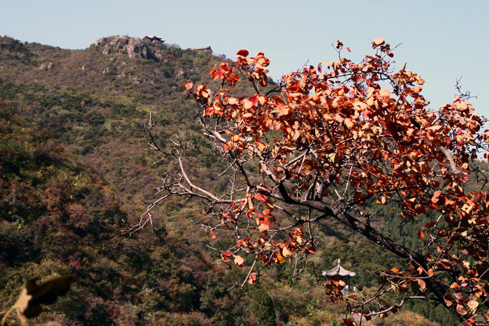 香山红叶（四） 摄影 古都侠影