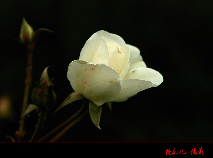 花儿 摄影 枪花儿