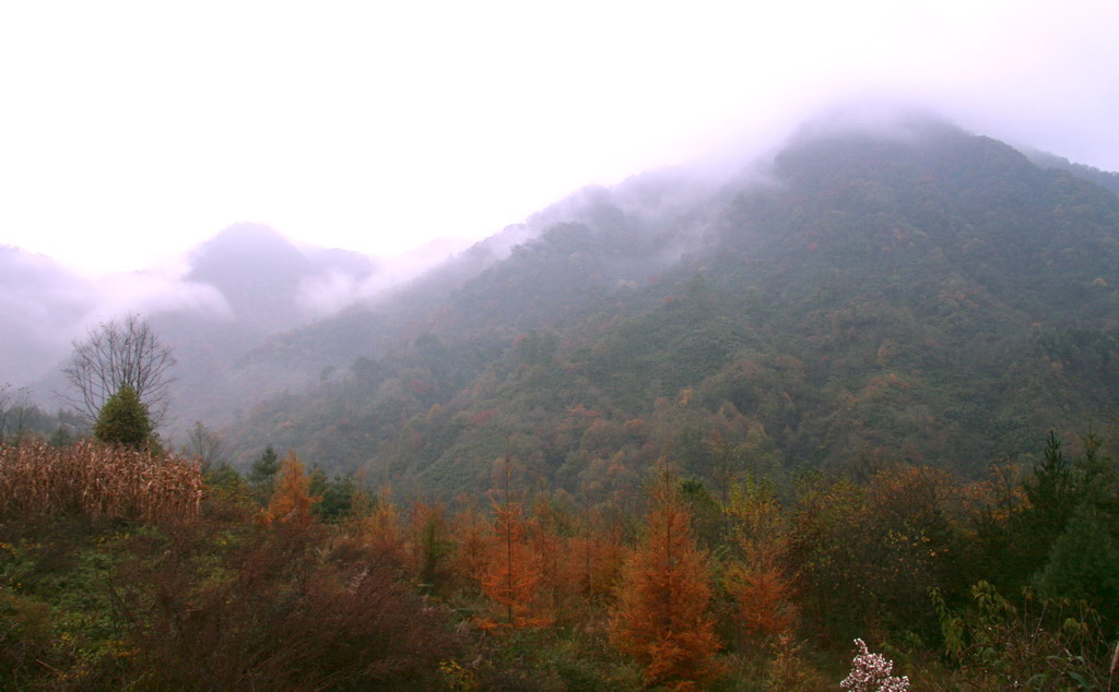 光雾山----秋韵1 摄影 风车车