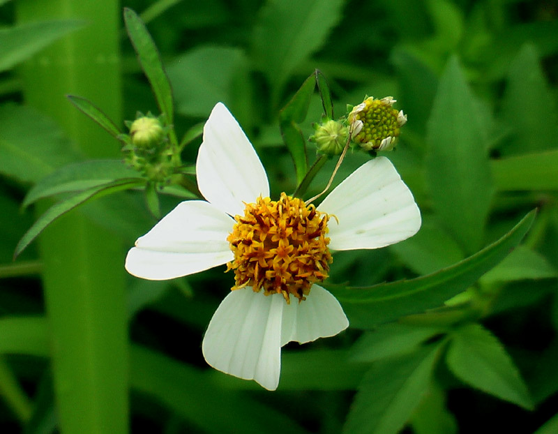 小白花 摄影 建智