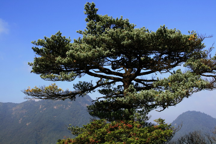 节节高 摄影 拂花弄影