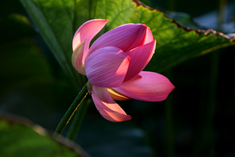 荷 花 摄影 贾广顺