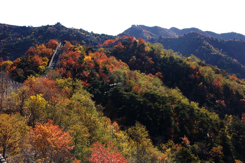 长城秋红叶 摄影 东春